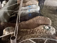Kambing jantan, Hissar sheep — foto 5