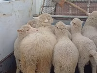 Oaie, Merino sheep — foto 5