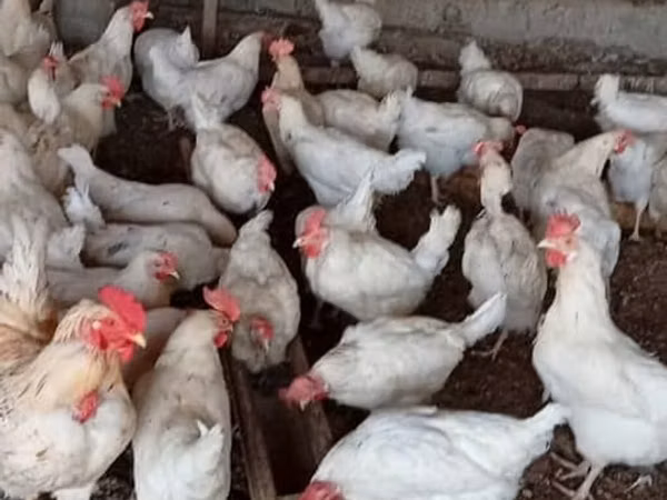 Chickens — Kyrgyzstan