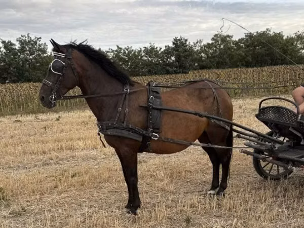 Mare, Hungarian horse breed