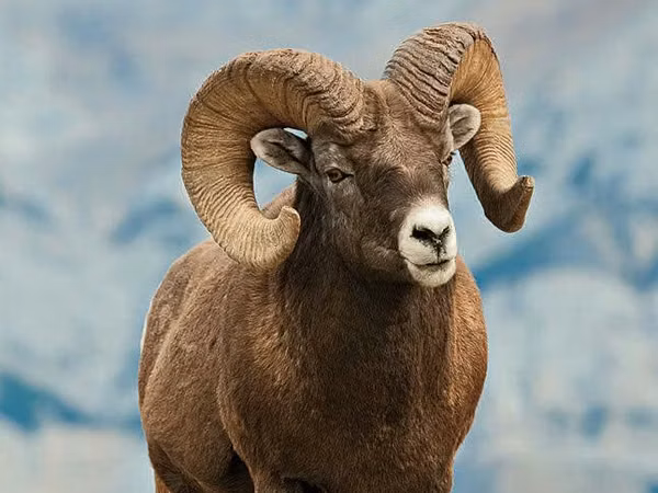 Qoʻchqor, Gorkov sheep