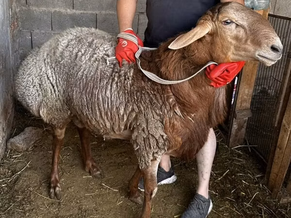 Sheep, Sheep — Kyrgyzstan