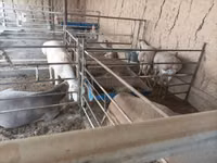 Koç, Arashan sheep — foto 1