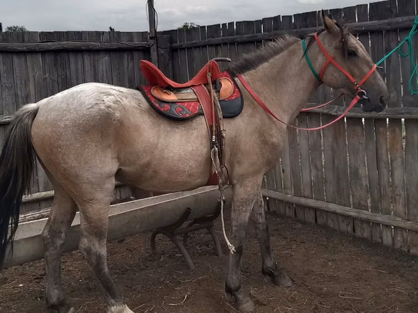 Pastuv, Kazakh horse