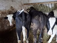 Lembu betina, Simmental cattle — foto 4