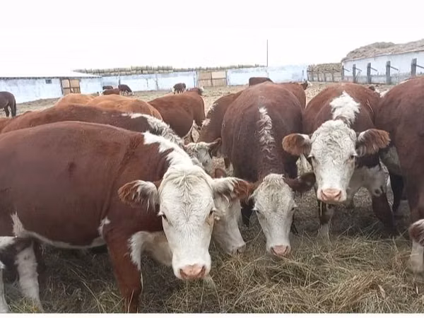 Cow, Kazakh White-headed cow