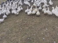 Geese — sawirka 2