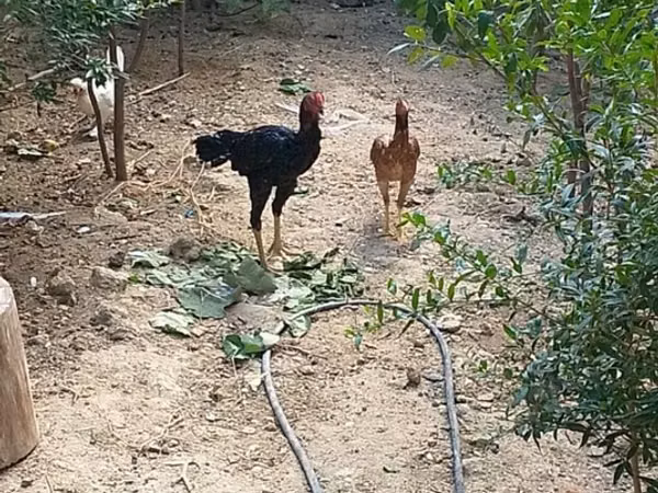 Chickens — Azerbejdżan