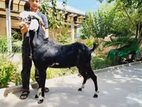 Ged, Saanen goat — foto 4