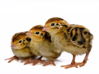 Guinea fowl — عکس 2