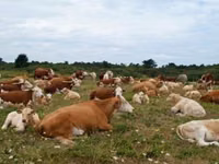 公牛, Simmental cattle — 照片 2