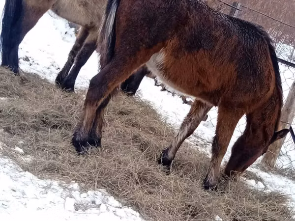 Horses (batch, sex not specified), Horses — Kazakhstan