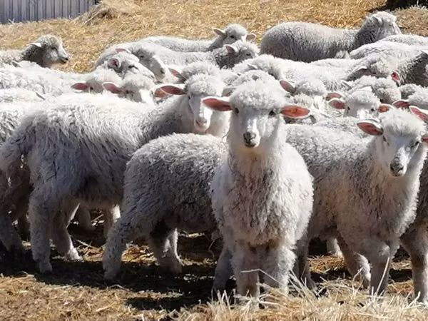 Ram, Sheep