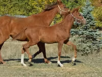 Cavallo, Kisber felver — foto 6