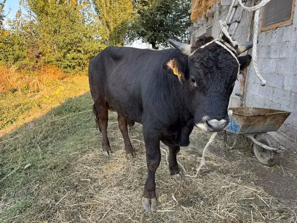 Bull, Aberdeen-Angus