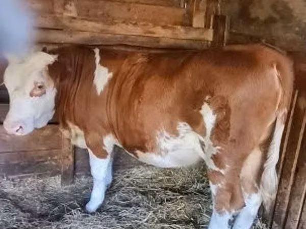 Cow, Limousin cow — Hungary