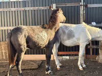 Kuda betina, Horses — foto 2
