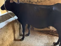 Vacă, Russian Black pied cattle — foto 5