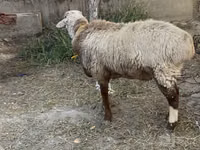 Ram, Sheep — photo 4