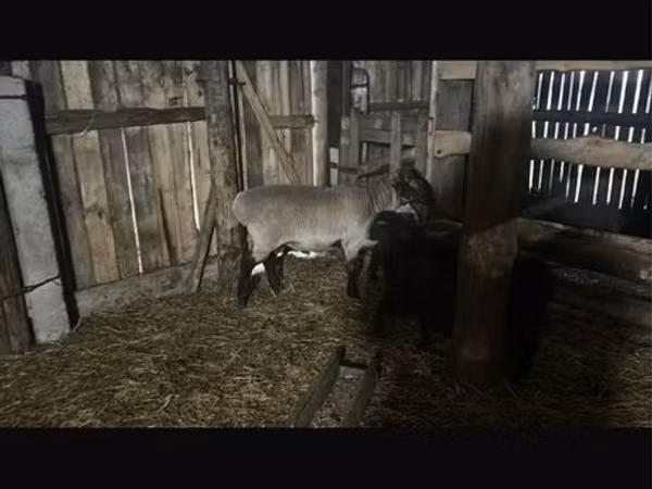Ram, Saryarka sheep — Kazakhstan