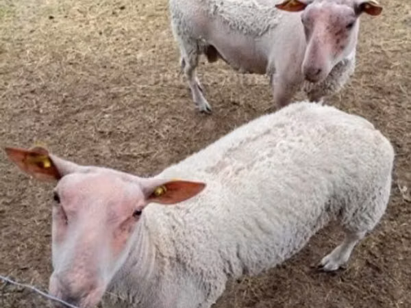 Sheep (batch, sex not specified), Charollais sheep