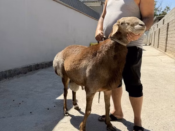 Ram, Arashan sheep — Uzbekistan