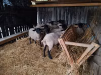 أغنام (دفعة، الجنس غير محدد), White Suffolk sheep — الصورة 6