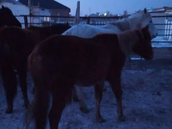 Mare, Horses — Kazakhstan