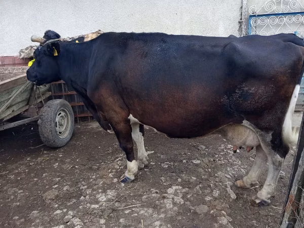 Cow, Cattle — Moldova