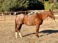 Horse (M), Quarter Horse — photo 2