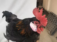 Chickens — photo 1