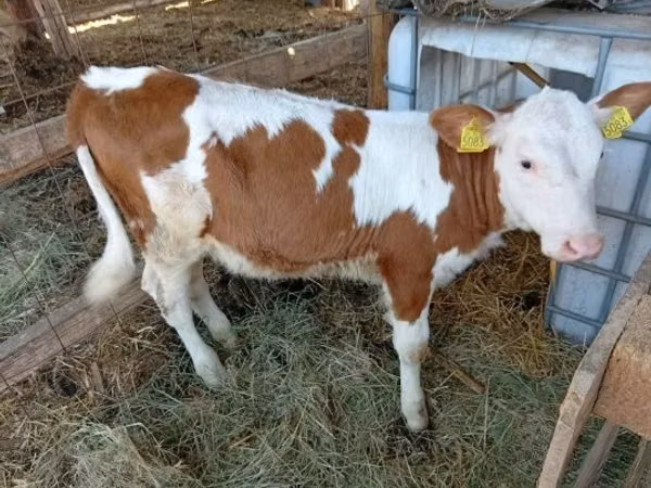 பசு, Simmental cattle — ஹங்கேரி