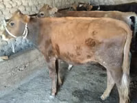 Cow, Cattle — photo 3