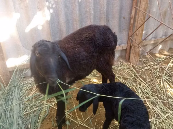 Ram, Sheep — Uzbekistan