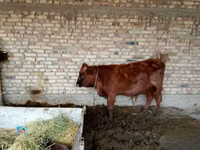 Dibi, Cattle — sawirka 4