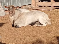 แพะตัวผู้, Saanen goat — รูปภาพ 3
