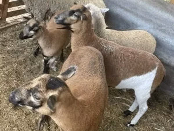 Sheep, Cameroon sheep