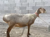 Owca, Owce — zdjęcie 6