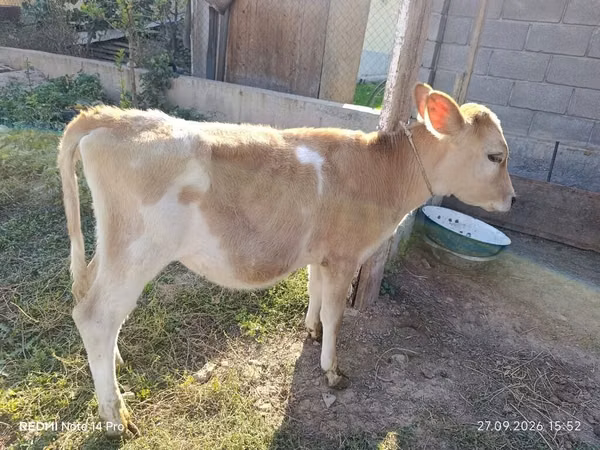 Cow, Alatau breed — Kyrgyzstan
