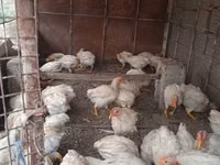 Chickens — عکس 2