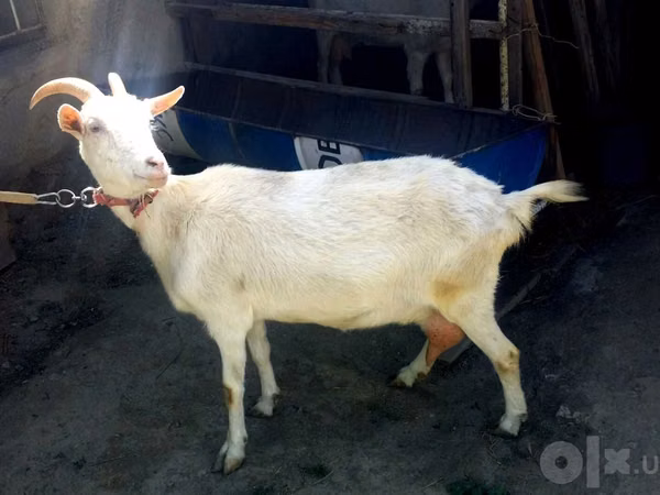Goat, Saanen goat