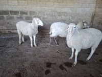 میش, Merino sheep — عکس 7