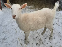 Capra, Saanen goat — foto 1