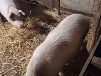 Porcs (lot, sexe non indiqué) — photo 5