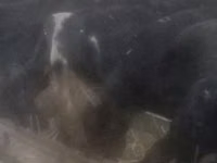 Sheep (batch, sex not specified), Sheep — photo 2