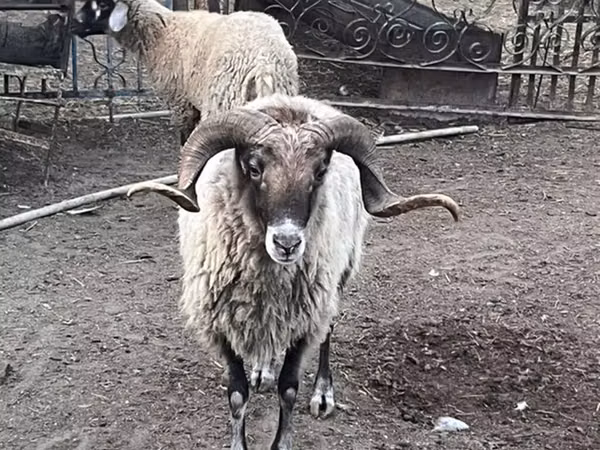 Ram, Sheep — Azerbaijan