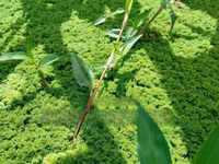 Best Azolla Fluffy Azolla for Replanting - 2000 Ml — zdjęcie 1