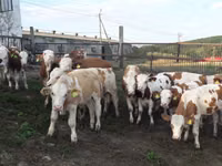 วัวตัวผู้, Simmental cattle — รูปภาพ 1