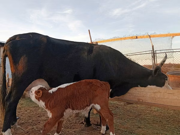 Αγελάδα, Latvian Blue cattle