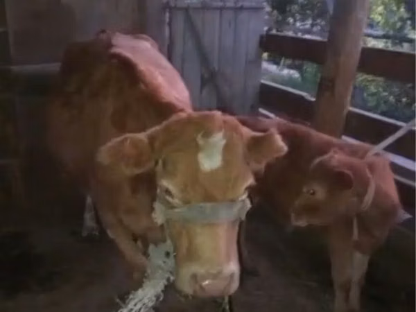 Үнээ, Latvian Blue cattle